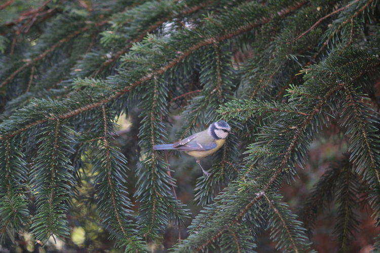 Birds on pine tree