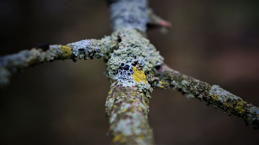 Close-up of lichen on branch