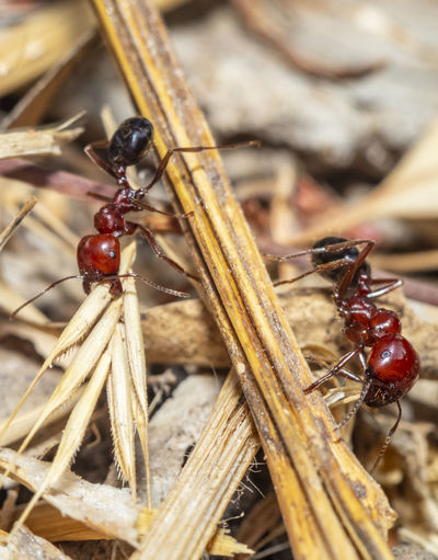 Ants preparing for the coming winter in the nature reserve