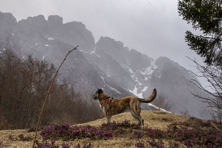 View of a dog on snow covered mountains