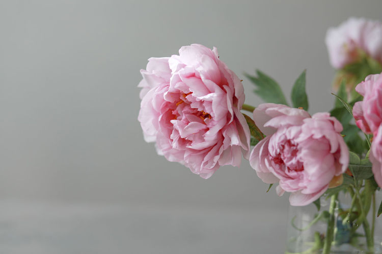 Pastel pink peony flowers bouquet in a glass vase on gray background.