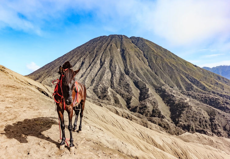 Horse standing on mountain against sky