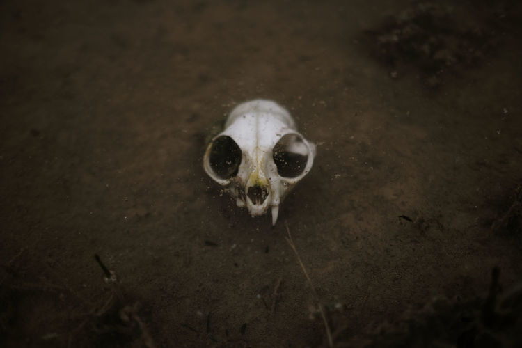 High angle view of animal skull in the water