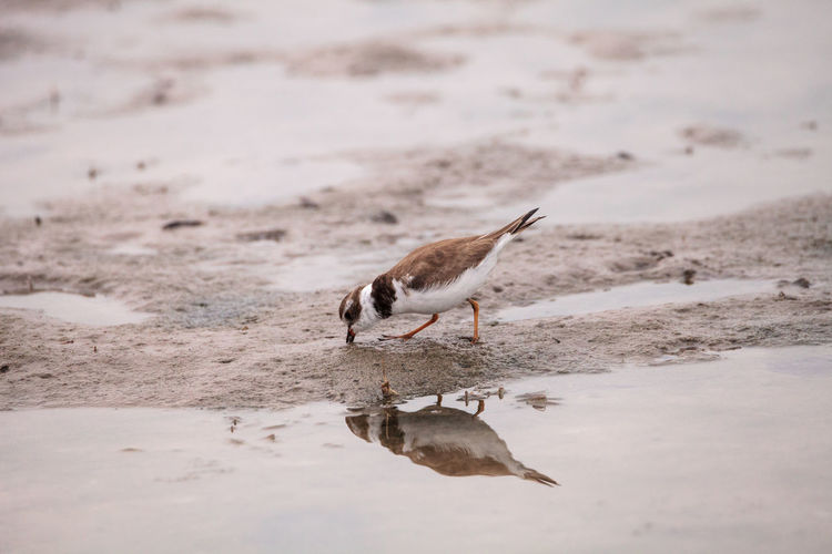 Wilsons snipe shorebird charadrius wilsonia forages for fiddler crabs along an estuary