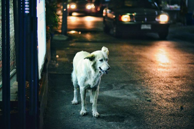 Dog on road in city at night