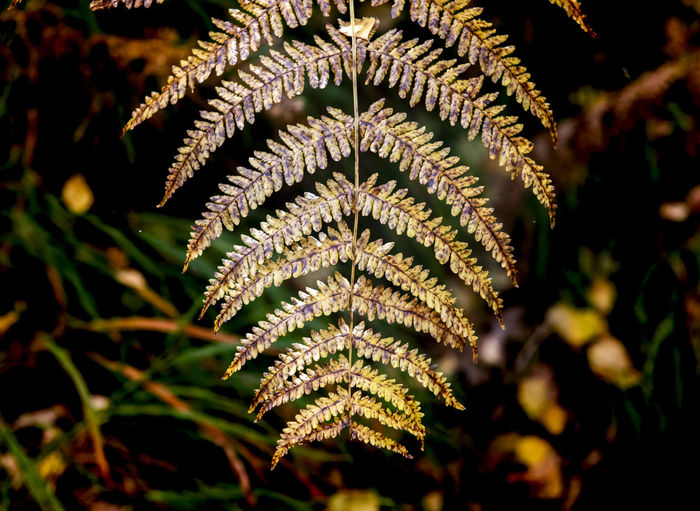Close-up of fern leaves against blurred background
