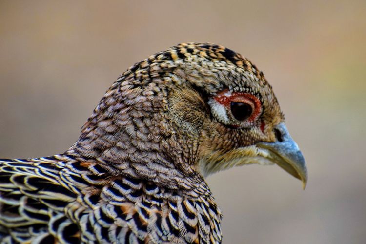 Female ringneck pheasant