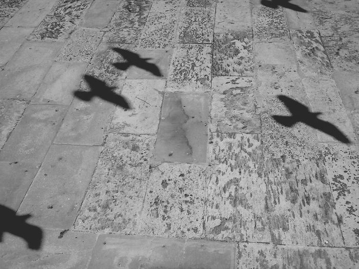 Shadow of birds flying on stone floor