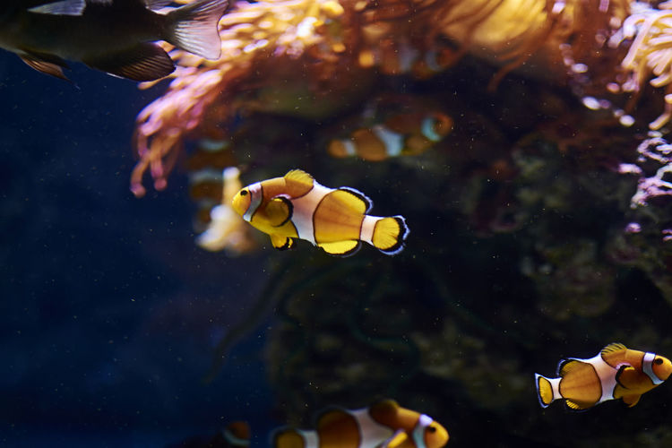 Clown fish swimming in the ocean, colorful, orange, sand, algae, light