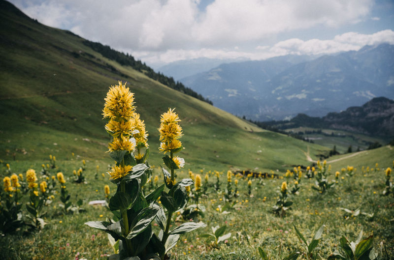 Scenic view of mountains against cloudy sky with flowers in the front
