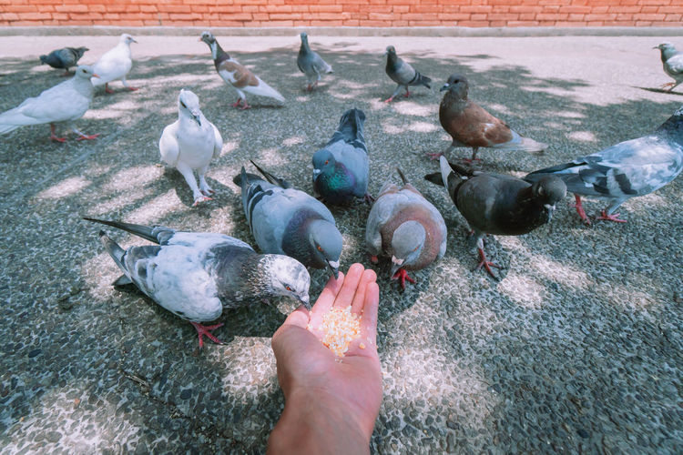Cropped hand feeding pigeons