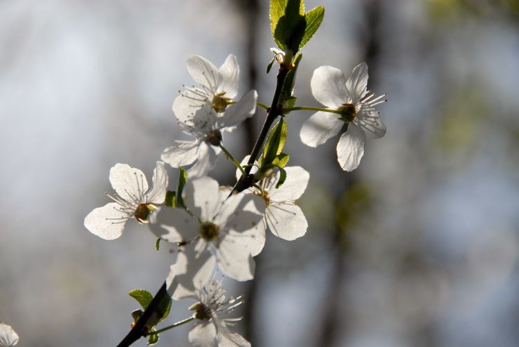 Hawthorn blossoms 