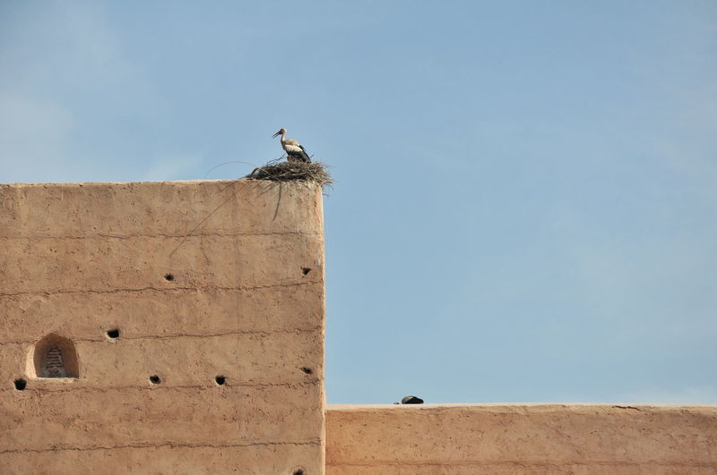 Low angle view of stork in nest on building against blue sky