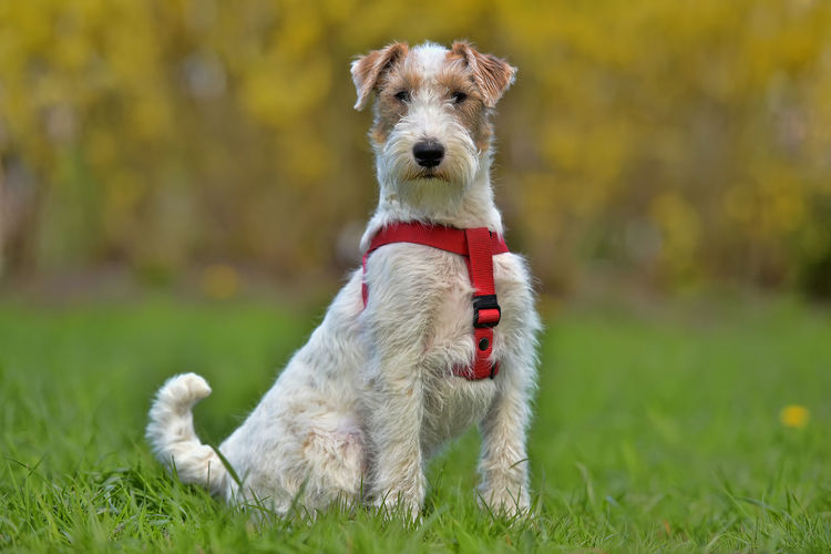Portrait of dog sticking out tongue on field