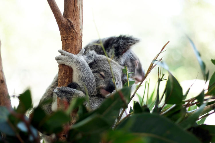 Koalas on tree