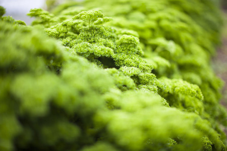 Close-up of green plant in a poly tunnel 