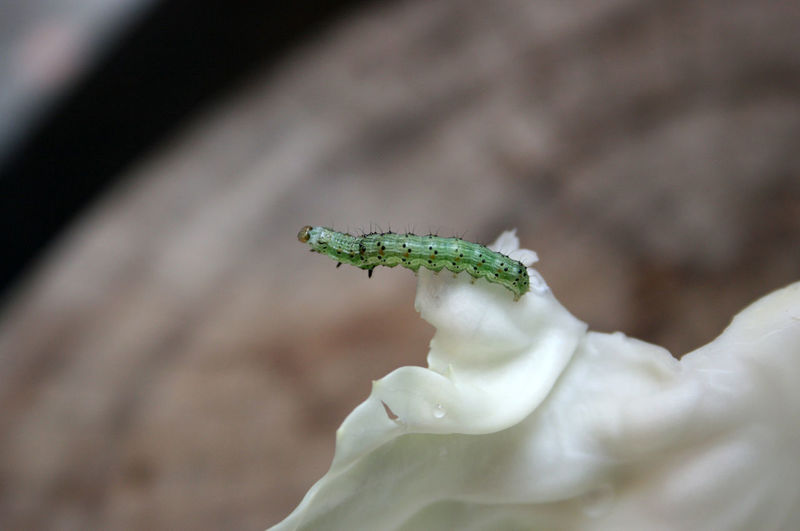 Worms on a green cabbage leaf
