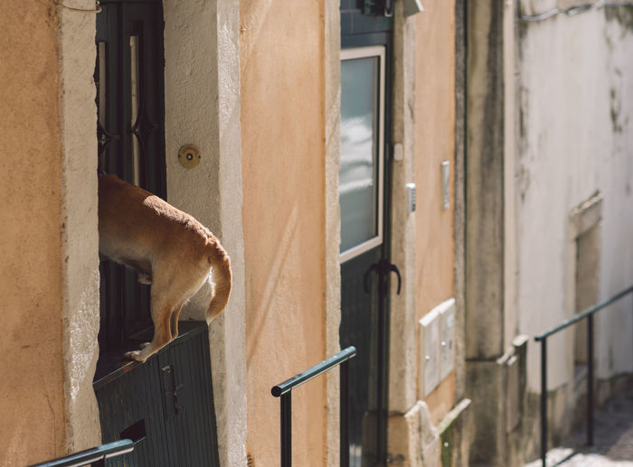 Dog looking through building window