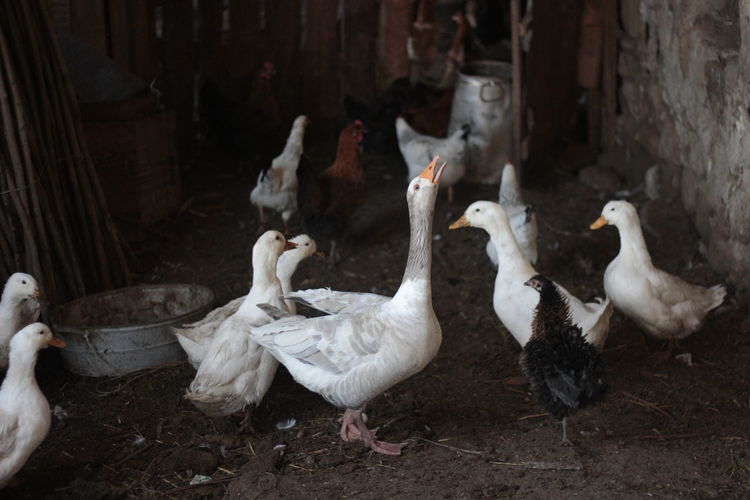Ducks in farm