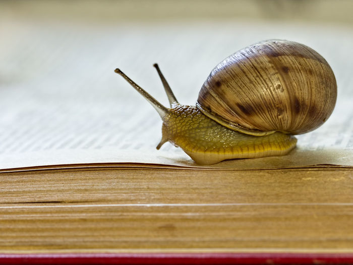 Close-up of snail