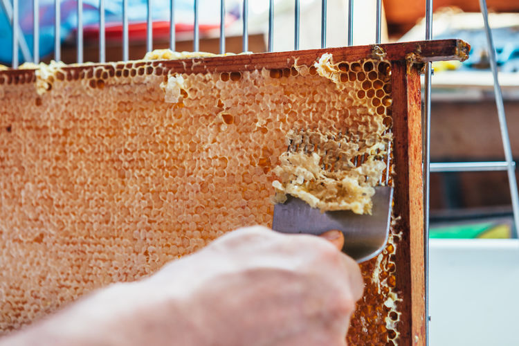 Close-up of man harvesting honey from beehive