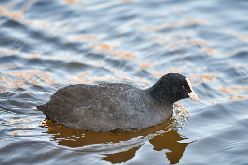 Eurasian or australian coot, fulica atra. coot floating on blue water, close up.