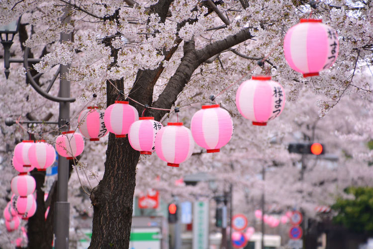 Low angle view of lanterns hanging on tree
