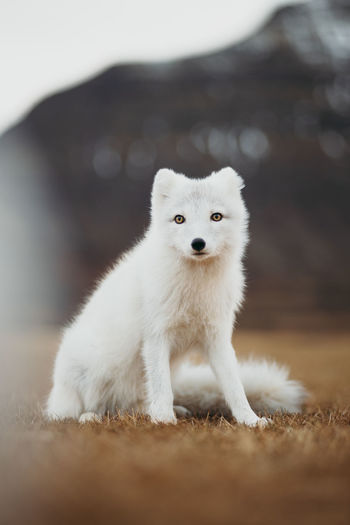 Portrait of an arctic fox on field in iceland