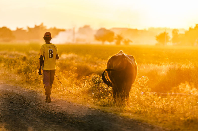 Rear view of man walking with buffalo during sunset