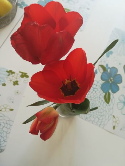 High angle view of red rose in vase on table