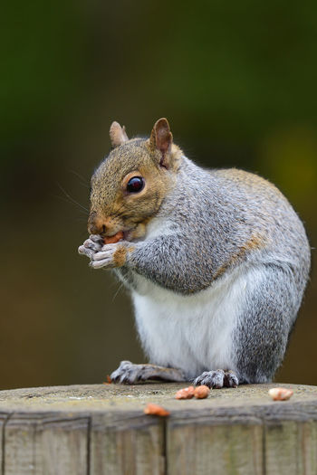 Close up of a grey squirrel eating a nut 