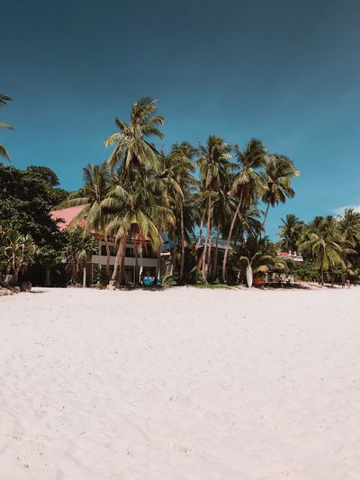 Palm trees on beach against sky