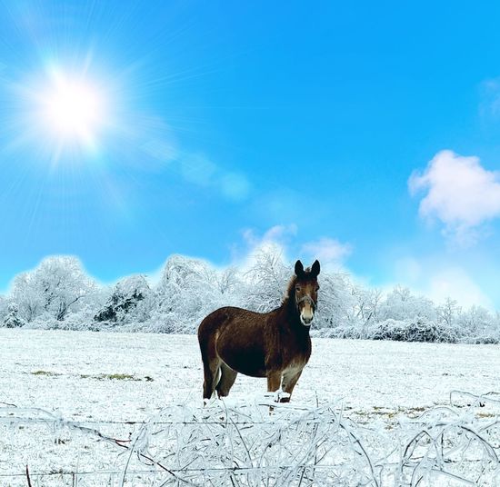 View of a horse on snow, mule 