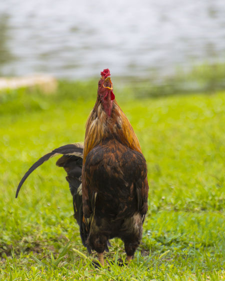 Rooster perching on field