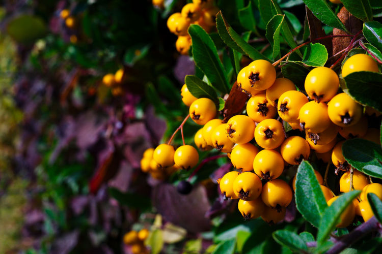 Close-up of yellow fruits on tree