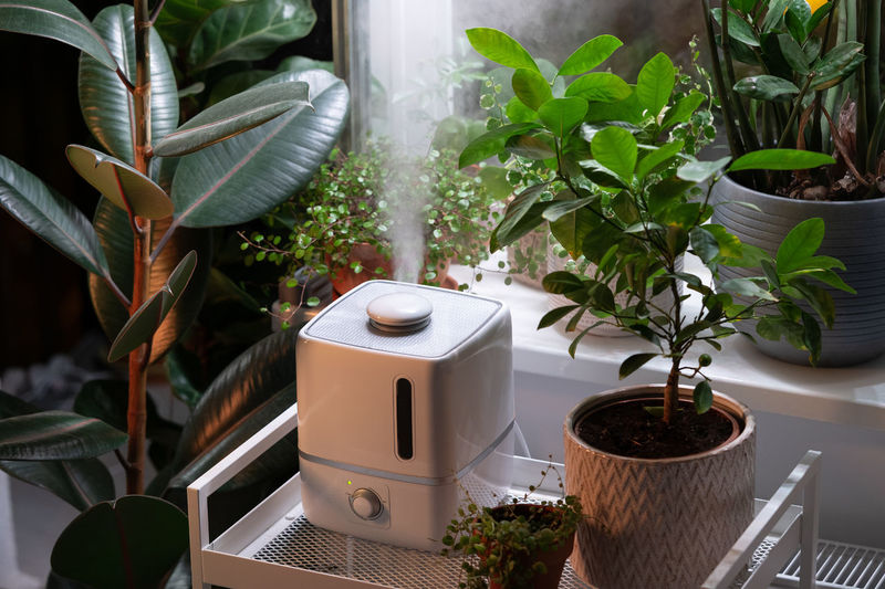 Steam from humidifier, moistens dry air surrounded by indoor houseplants. home garden, plant care
