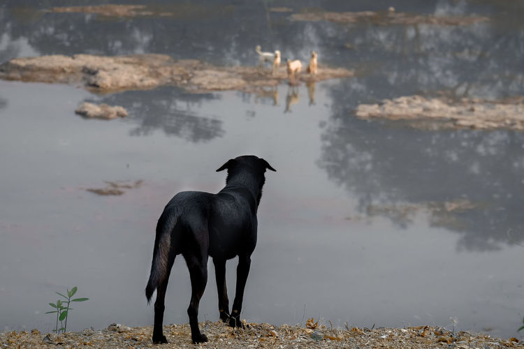 Black dog standing in lake