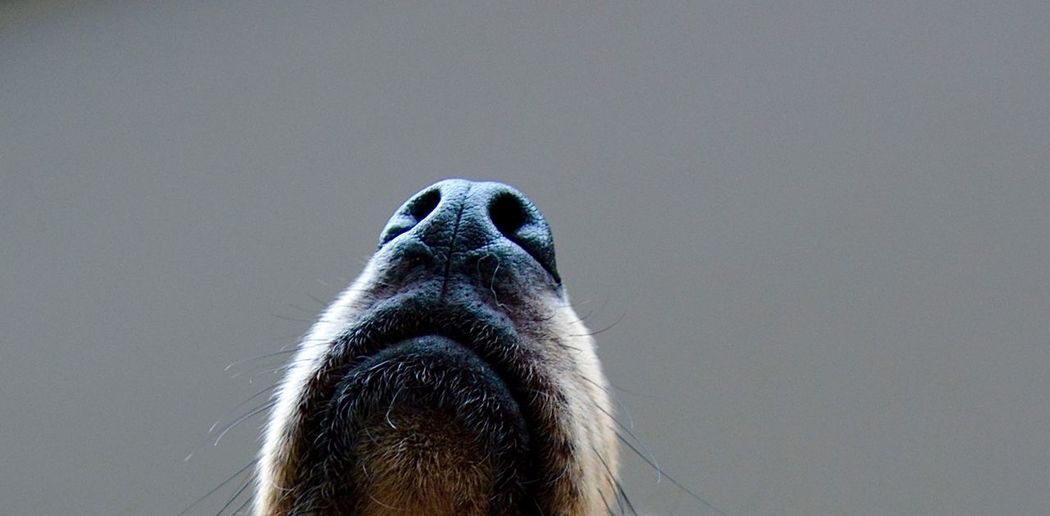 Close-up of a dogs nose
