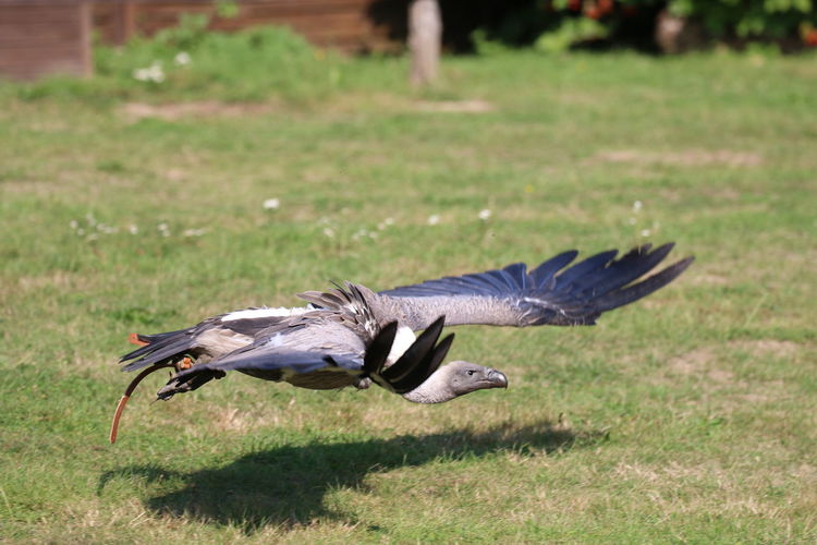 Side view of a bird flying over field