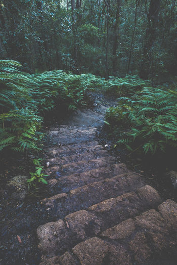 Scenic view of forest