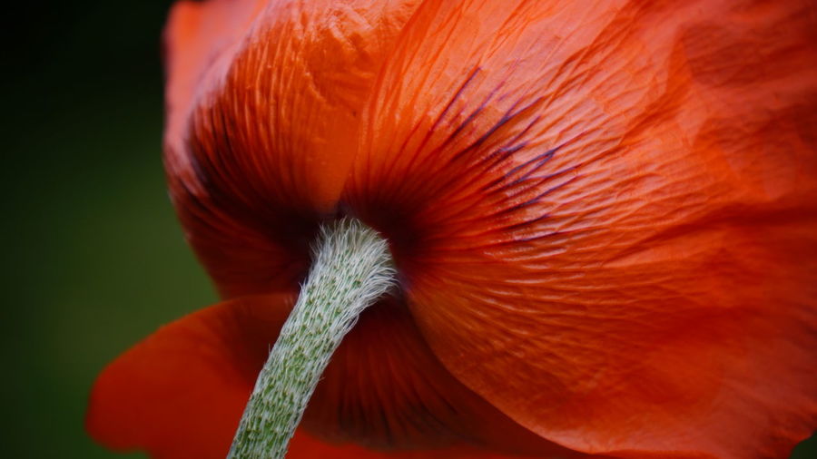 Close-up of red flower growing outdoors