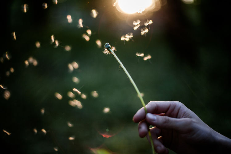 Cropped hand holding dandelion stem