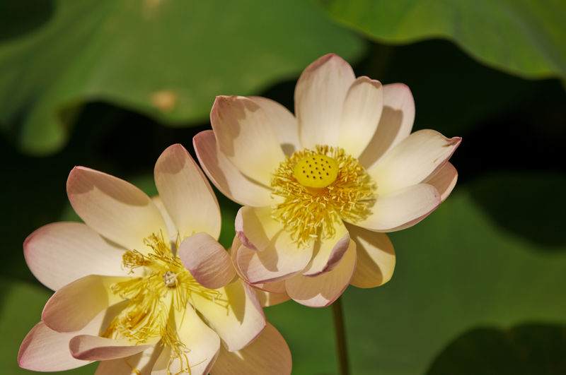 Close-up of white daisy flower