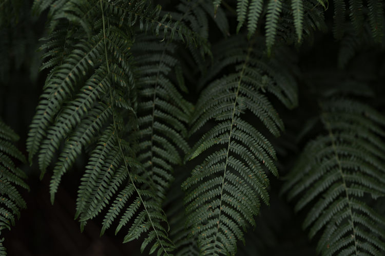 The first fern loses its green color, slight sharpness, soft beautiful bokeh