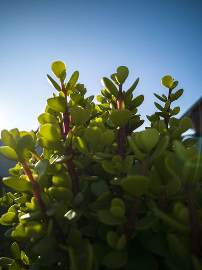 Low angle view of plants against clear sky