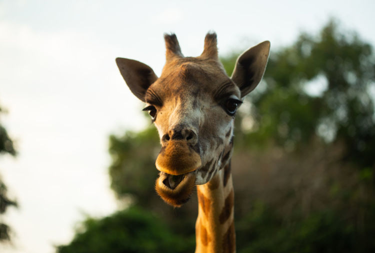 Close-up portrait of a giraffe