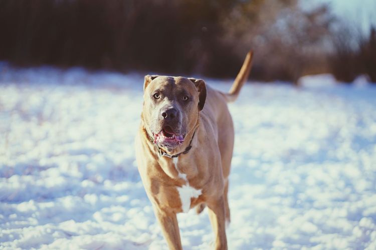 Portrait of dog running on snow