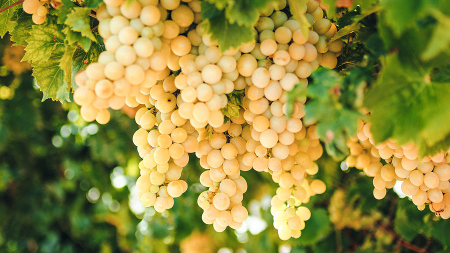 White grapes in a countryside ready for harvest