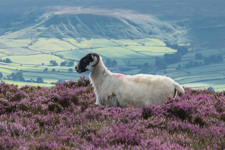 Sheep amidst purple flowers against landscape