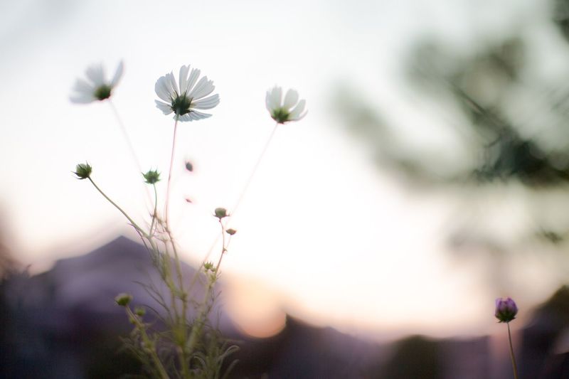 Close-up of flowers blooming outdoors